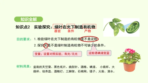 第三单元-第二章-第二节-光合作用-第1课时 绿叶在光下制造有机物课件-2024-2025学年七年级