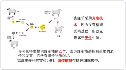 【2023秋人教七上生物期中复习考点梳理串讲+临考押题】第一章 细胞是生命活动的基本单位（串讲课件）