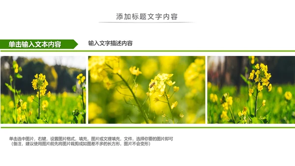 春天乡村旅游油菜花风景油菜花田PPT模板