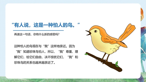 《珍珠鸟》五年级语文课件PPT模板