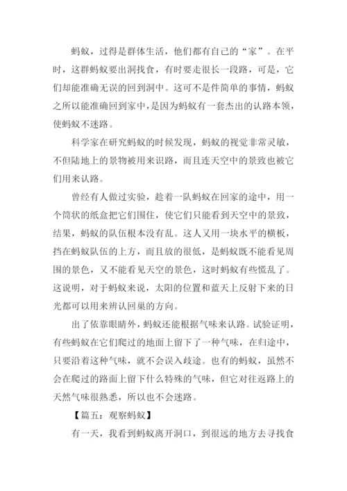 观察蚂蚁的作文400字.docx