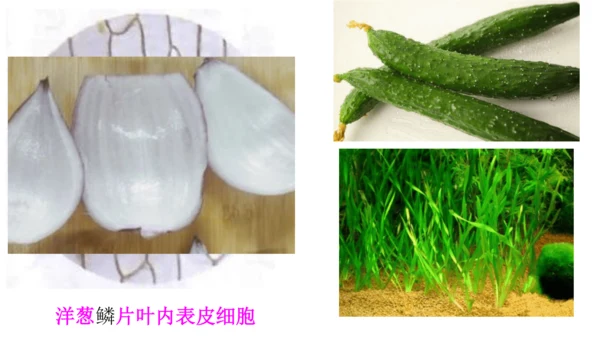 2.1.2 植物细胞（同步课件）-2023-2024学年七年级生物上册同步精品课堂（人教版）(共28