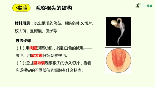 3.1.2植株的生长-七年级生物下学期同步精品课件（2024人教版）(共26张PPT)