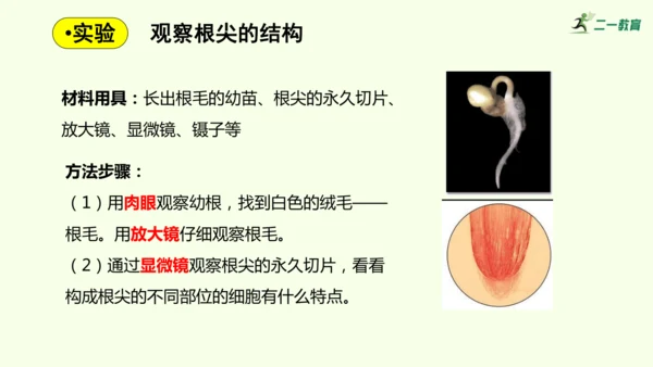 3.1.2植株的生长-七年级生物下学期同步精品课件（2024人教版）(共26张PPT)
