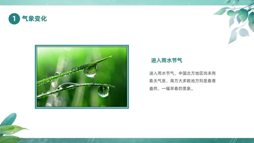 绿色春天中国二十四节气之雨水节气介绍PPT