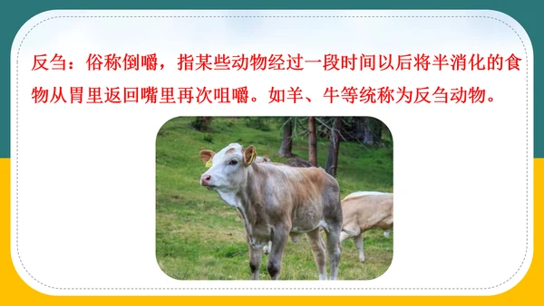 小学语文《在牛肚子里旅行》教育教学PPT课件