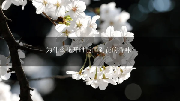 3.1分子和原子 第1课时 课件(共30张PPT内嵌视频)---2024--2025学年九年级化学人
