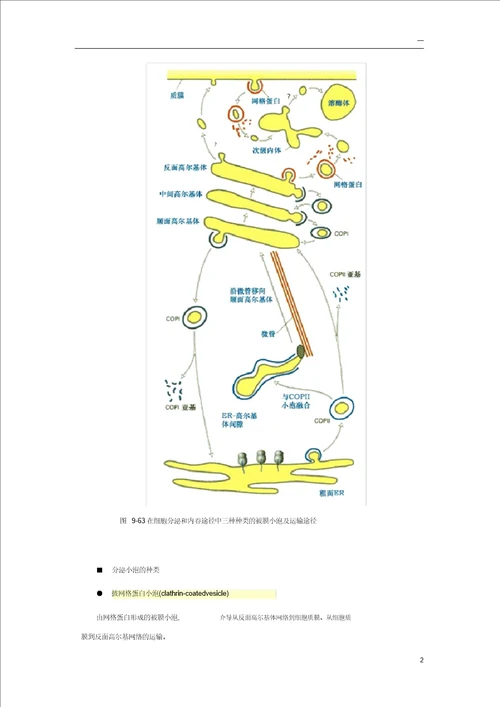 细胞生物学小泡运输分子机理