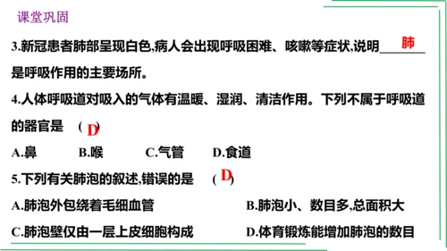 七年级下册 第三章 人体的呼吸【2023春人教七下生物期中期末复习课件】(共28张PPT)