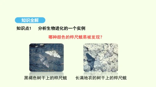 7.3.3生物进化的原因课件-人教版生物八年级下册(共37张PPT)