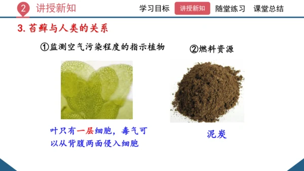 3.1.1 藻类、苔藓和蕨类植物课件 2023--2024学年人教版生物七年级上册(共26张PPT)