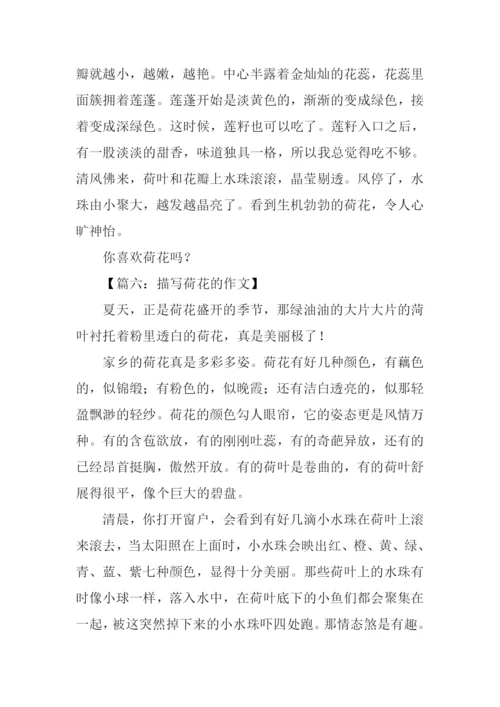 关于荷花的作文.docx