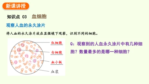 4.4.1流动的组织——血液-七年级生物下学期同步精品课件（2024人教版）(共38张PPT)