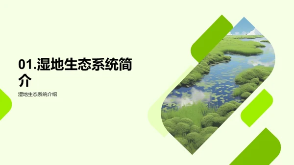 湿地生态：守护与挑战