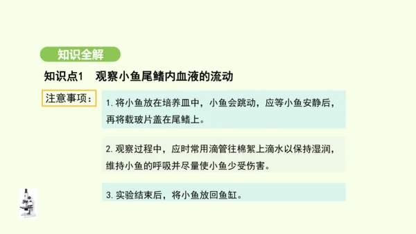 第四单元-第四章-第二节-血流的管道——血管课件-2024-2025学年七年级生物下学期人教版(20