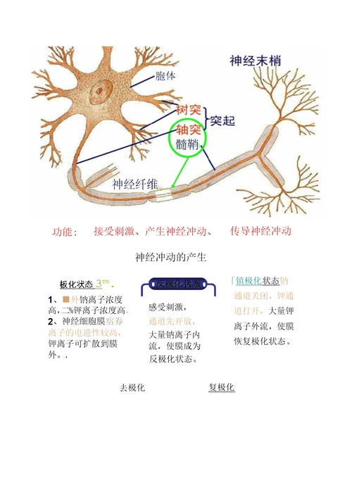 生物：《神经系统的结构和功能》(二)