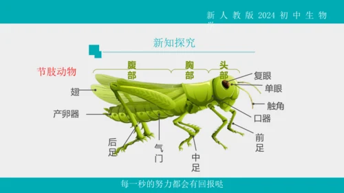 人教版生物七年级上册2.2.1《无脊椎动物》教学课件(共40张PPT)+视频素材