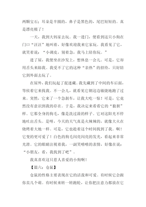 写小动物的作文500字.docx