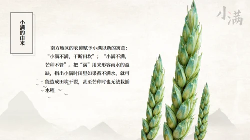 传统节气小满一抹绿色通用PPT模板