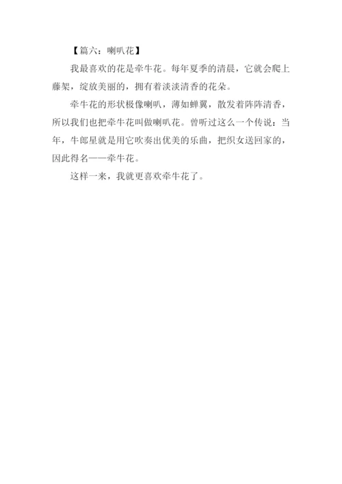 喇叭花的作文100字.docx