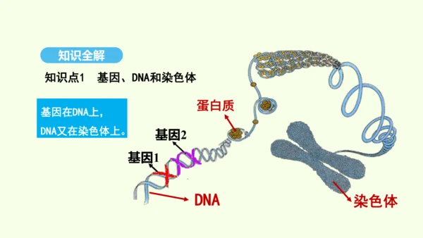 7.2.2基因在亲子代间的传递课件-人教版生物八年级下册(共29张PPT)