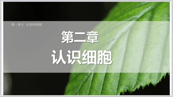 1.1&1.2 认识生物和细胞（复习课件）【2024人教新版七上生物高效完全备课】(共44张PPT)