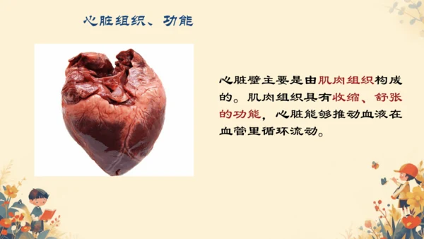 初中生物学人教版（新课程标准）七年级下册4.4.3输送血液的泵──心脏课件(共27张PPT)