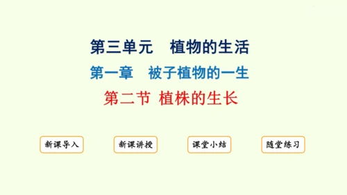 3.1.2植株的生长-七年级生物下学期同步精品课件（2024人教版）(共26张PPT)