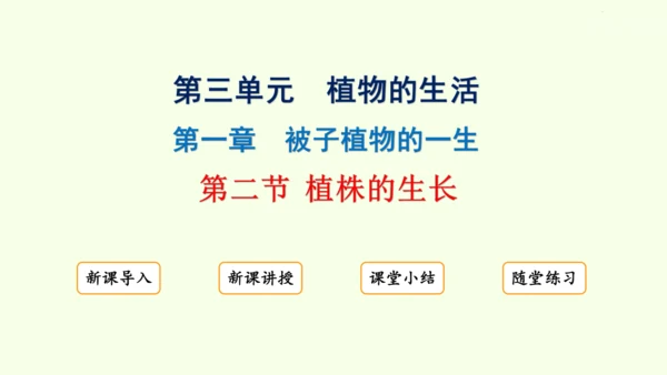 3.1.2植株的生长-七年级生物下学期同步精品课件（2024人教版）(共26张PPT)