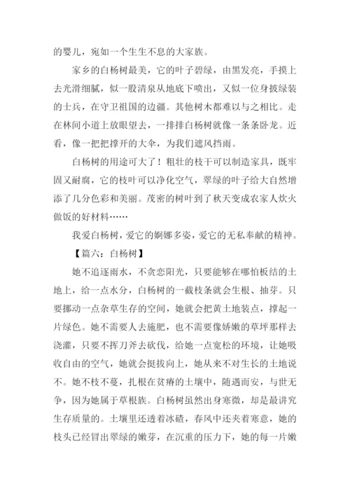 白杨树作文400字.docx