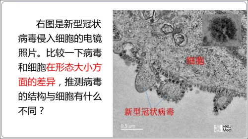 5.5第五章 病毒【2024秋人教八上生物精彩课堂（课件内嵌视频）】(共28张PPT)