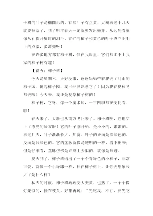 描写柿子树的作文.docx