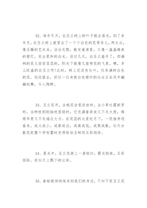 描写白玉兰的段落.docx