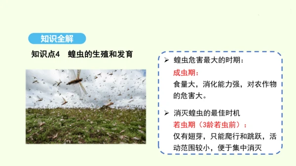 7.1.2昆虫的生殖和发育课件-人教版生物八年级下册(共26张PPT)