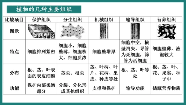 第一单元第三章从细胞到生物体（复习课件）-七年级生物上册同步教学精制课件（人教版2024）(共44张