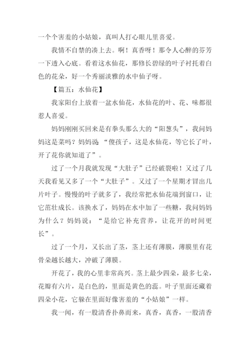 水仙花作文350字.docx
