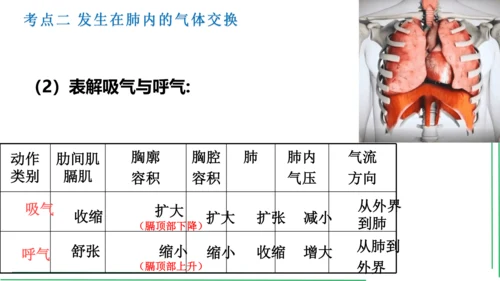 七年级下册 第三章 人体的呼吸【2023春人教七下生物期中期末复习课件】(共28张PPT)