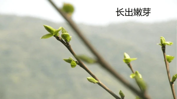 20.美丽的小兴安岭   课件