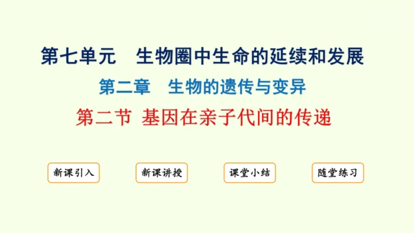 7.2.2基因在亲子代间的传递-八年级生物人教版下学期同步精品课件(共24张PPT)