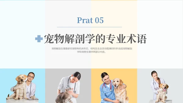 实拍风宠物解剖生理宠物解剖生理讲座PPT