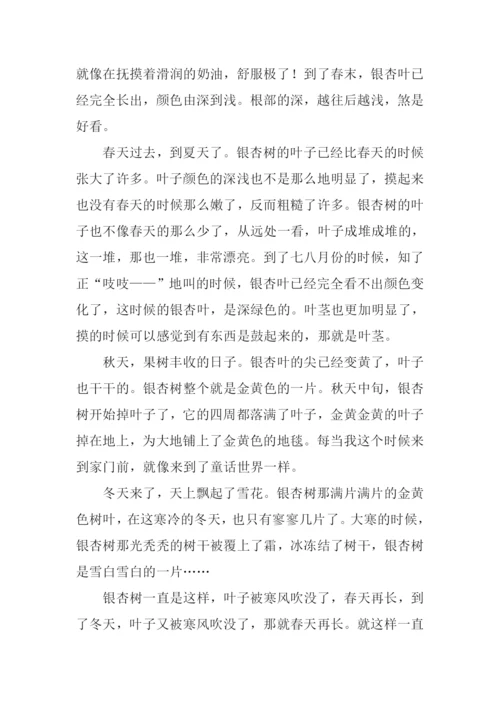 杏树作文800字0.docx