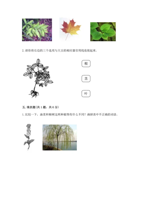 教科版科学一年级上册第一单元《植物》测试卷及参考答案【综合题】.docx