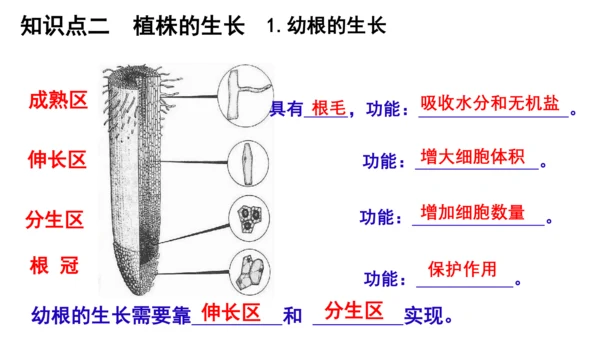 人教版七年级生物上册第三单元第一与二章复习课件(共21张PPT)