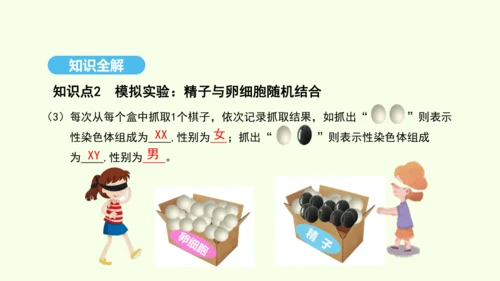 7.2.4人的性别遗传课件-人教版生物八年级下册(共31张PPT)