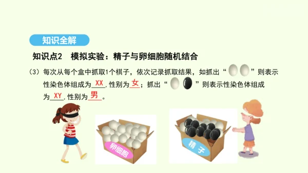 7.2.4人的性别遗传课件-人教版生物八年级下册(共31张PPT)