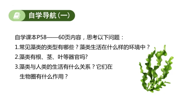 2.1.1藻类、苔藓植物和蕨类植物-七年级生物上学期同步优质课件（人教版2024）(共26张PPT)