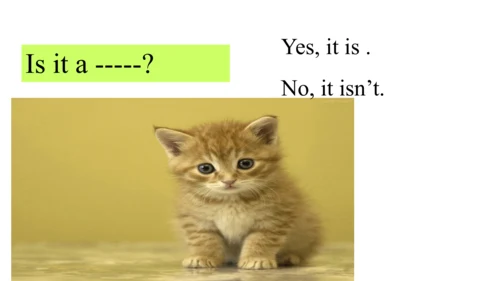 外研版（一起）一上Module 7 Unit 2 It's a yellow cat 同步备课课件