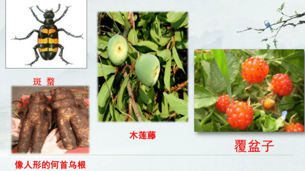 9《从百草园到三味书屋》课件(共33张PPT)2024-2025学年统编版语文七年级上册