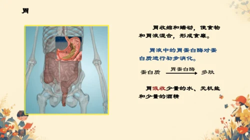 人教版（新课程标准）七年级下册4.2.2 消化和吸收课件(共22张PPT)