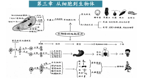 人教版生物七年级上册第一单元《生物与细胞》单元复习课件(共53张PPT)